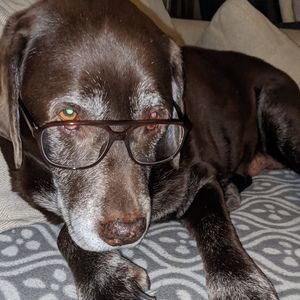 Meet your Posher, Elsa